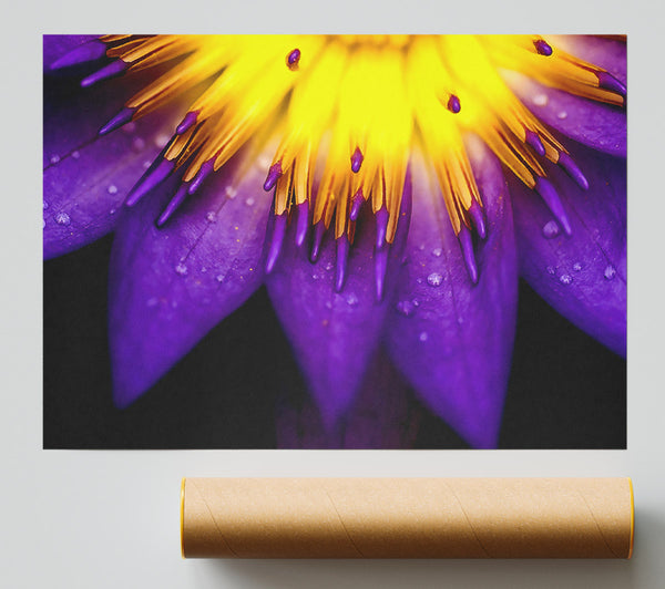 Water Lily Purple Yellow Giclee Print