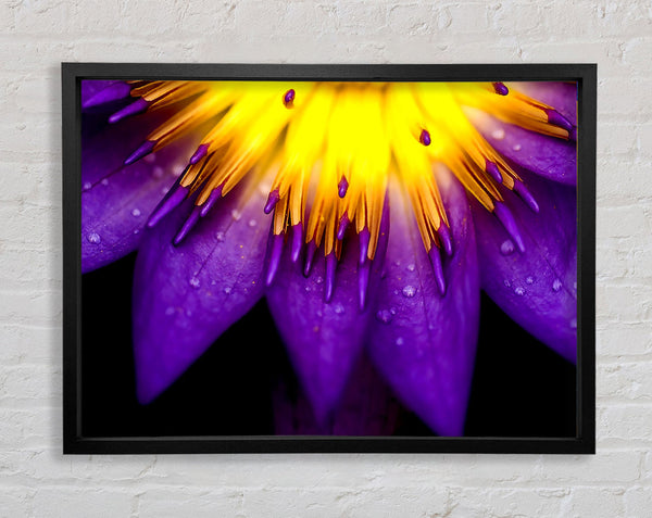 Water Lily Purple Yellow Framed Print