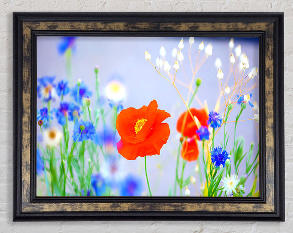 Lovely Poppy Garden Framed Print