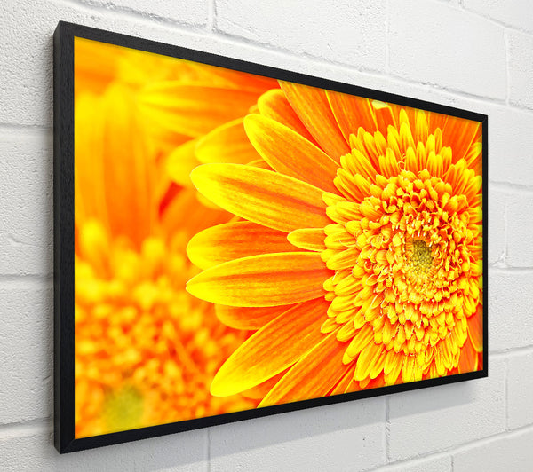 Orange Yellow Gerbera Face