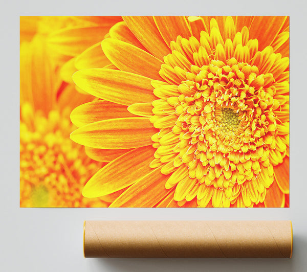 Orange Yellow Gerbera Face Poster