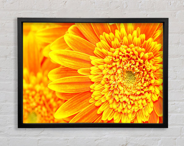 Orange-gelbes Gerbera-Gesicht