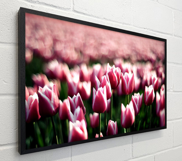 Pink Tulips Spring