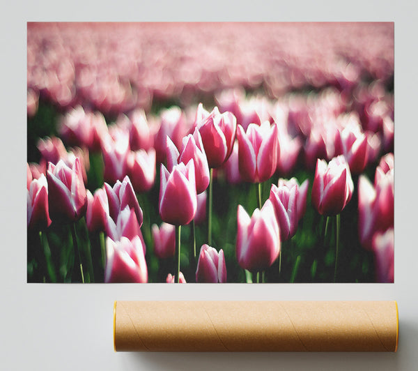 Pink Tulips Spring Print