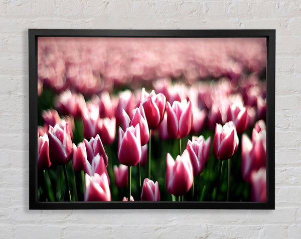 Rosa Tulpen Frühling