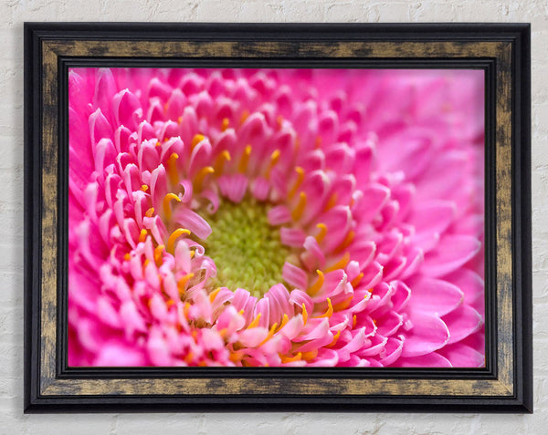 Pink Flower Centre Framed Print