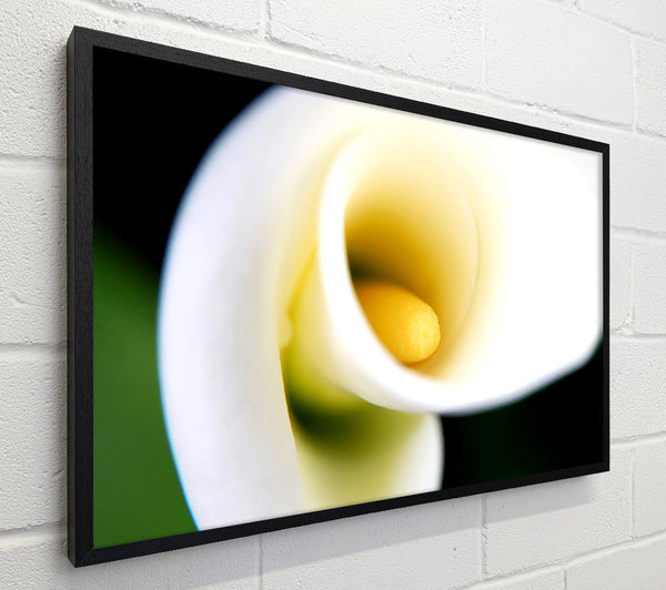 White Calla Lily