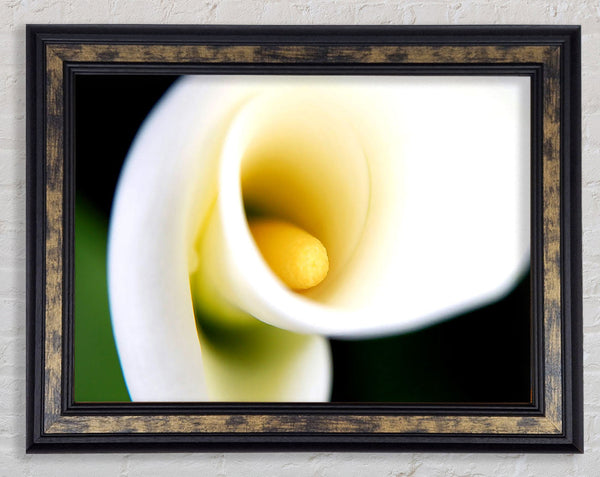 White Calla Lily Framed Print