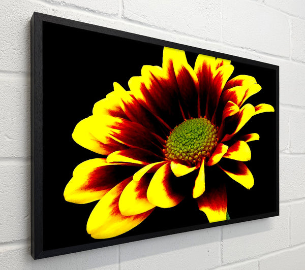 Flower On Black Background