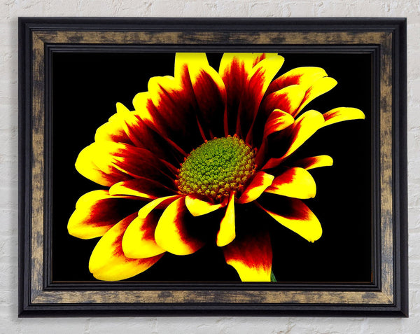 Flower On Black Background Framed Print