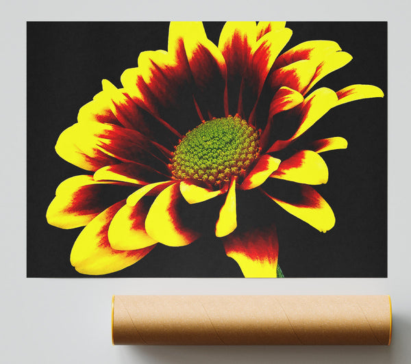 Flower On Black Background Giclee Print