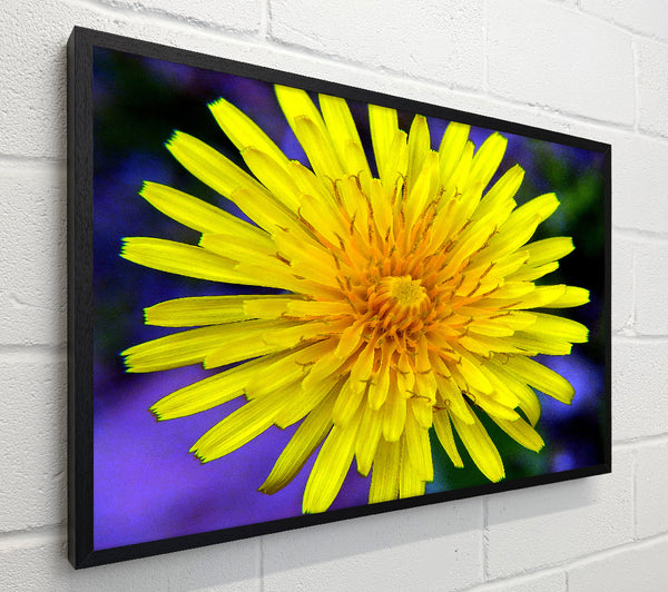 Yellow Wildflower