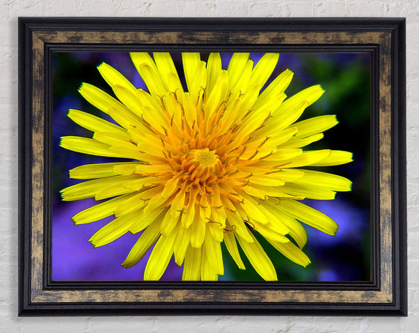 Yellow Wildflower Framed Print