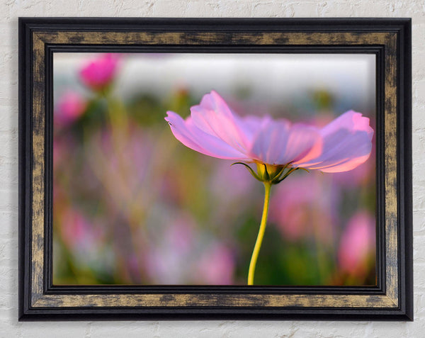Another Side Of A Poppy Framed Print