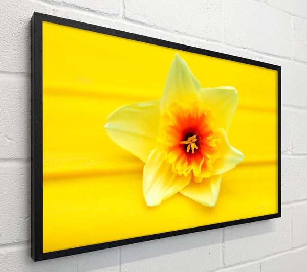 Daffodil Head