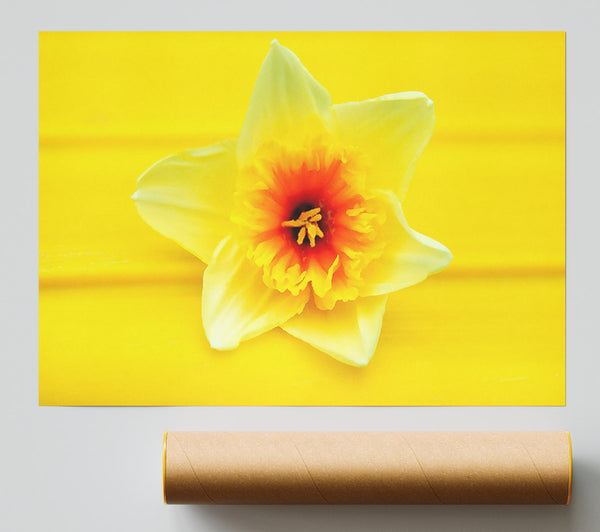 Daffodil Head Print
