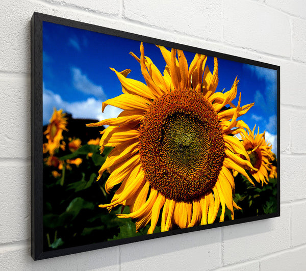 Huge Sunflower Faces