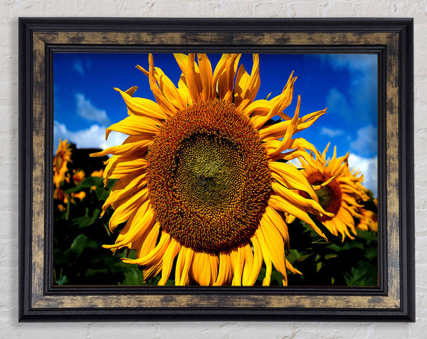 Huge Sunflower Faces Framed Print