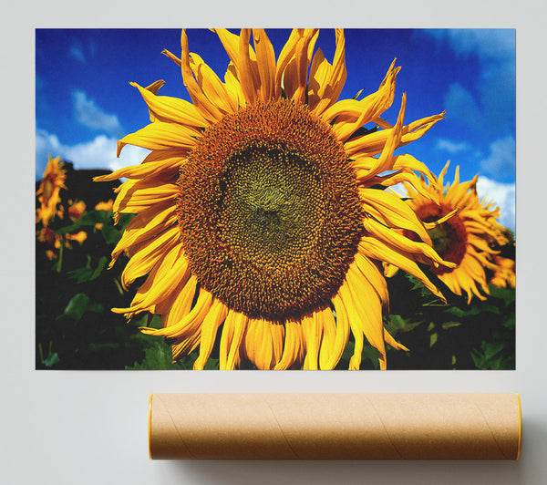 Huge Sunflower Faces Print