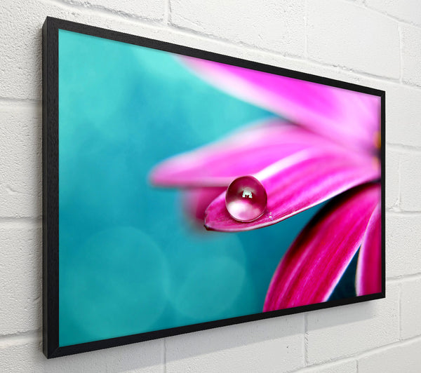 Water Drop On A Pink Petal