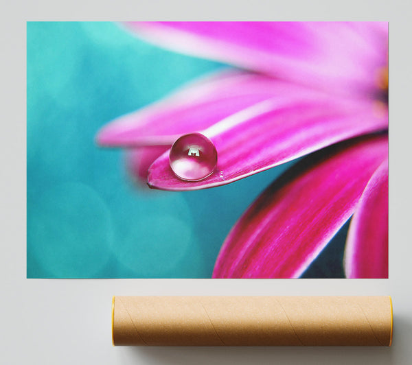 Water Drop On A Pink Petal Poster