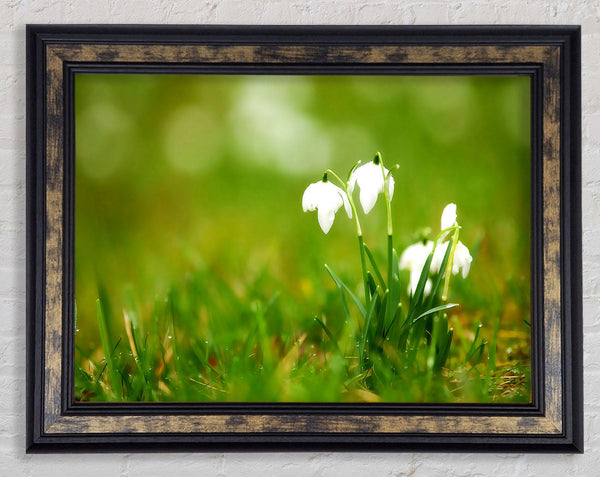 Cute Snowdrops Framed Print