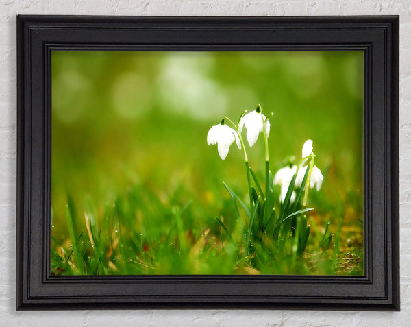 Cute Snowdrops Framed Print