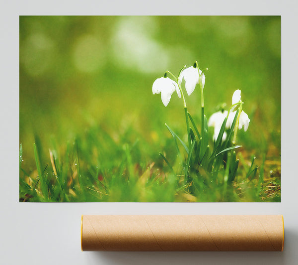 Cute Snowdrops Poster