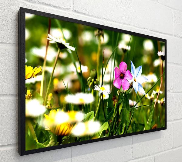 Flowers Field