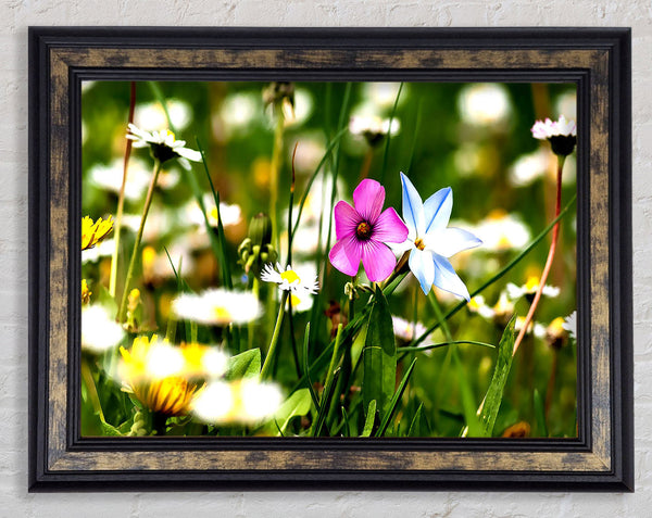 Flowers Field Framed Print