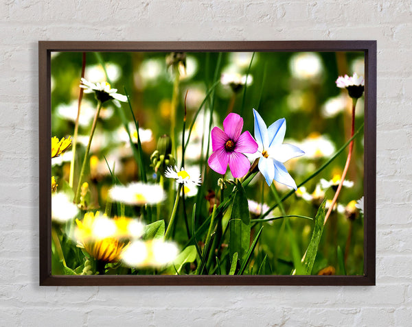 Flowers Field Framed Print