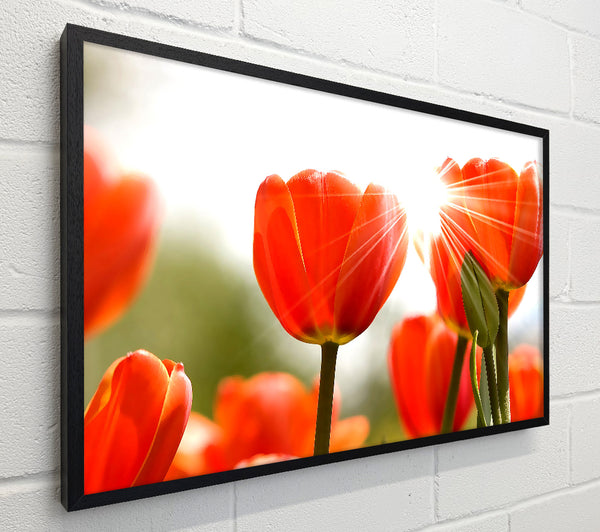Orange Tulips