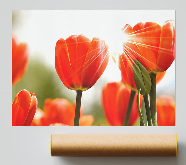 Orange Tulips Poster