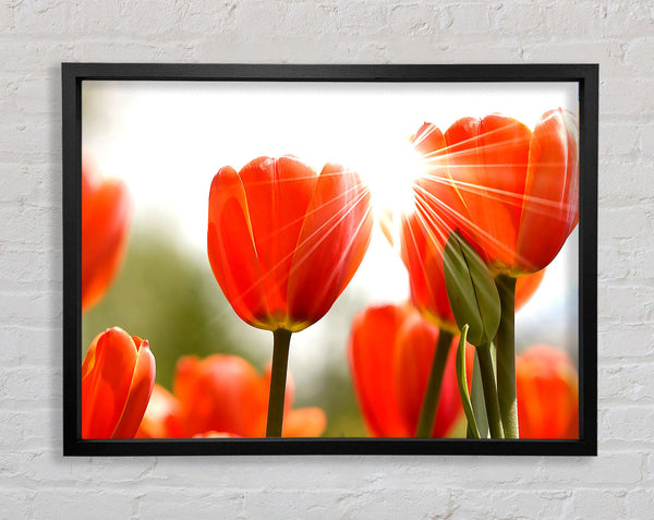 Orange Tulpen