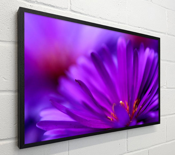 Purple Flower Petals