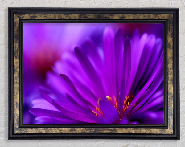 Purple Flower Petals Framed Print
