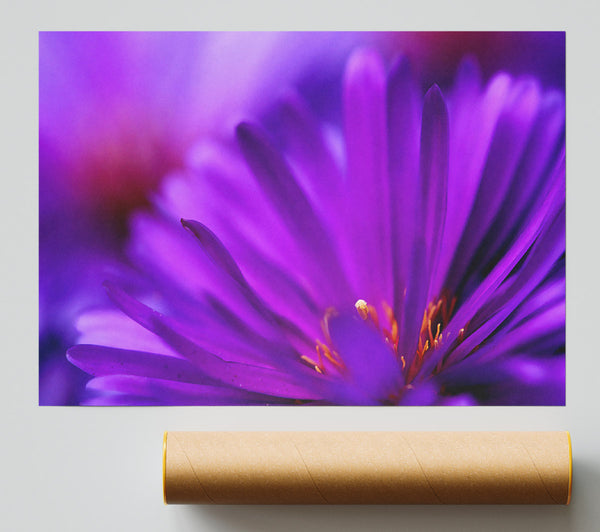 Purple Flower Petals Print
