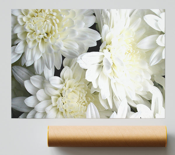 White Flowers Giclee Print