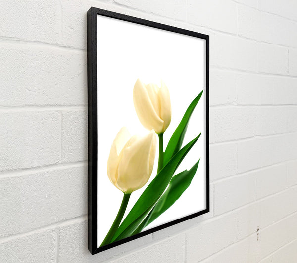 White Tulips