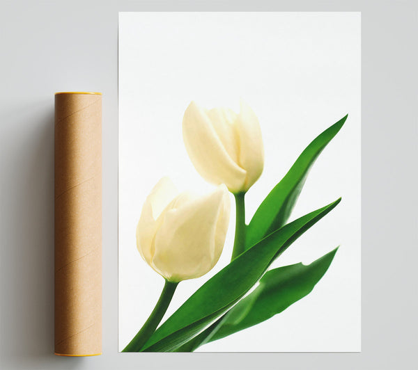 White Tulips Giclee Print