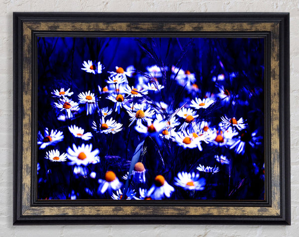 Chamomile Flowers Framed Print