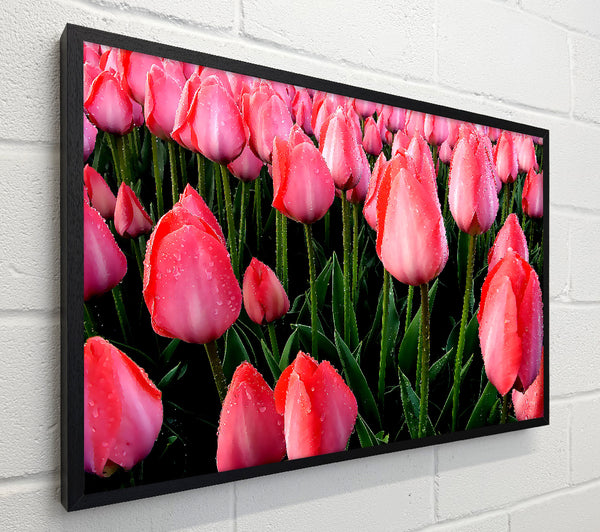 Pink Tulips Cultivation