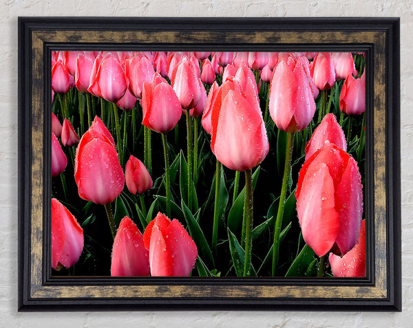 Pink Tulips Cultivation Framed Print