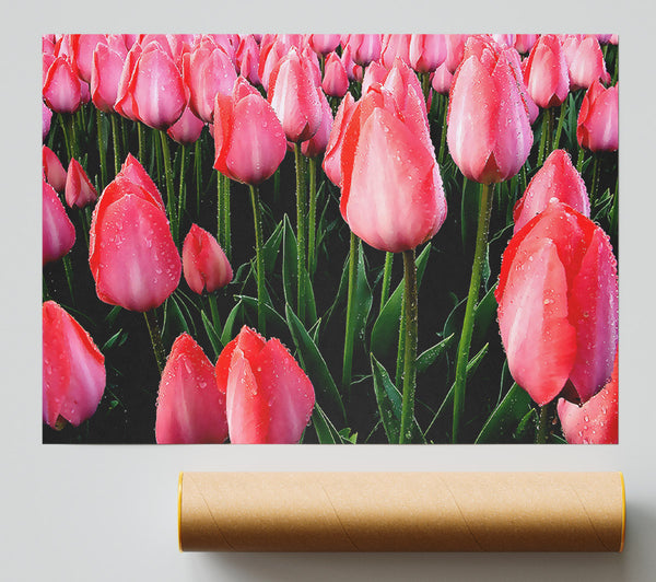 Pink Tulips Cultivation Print