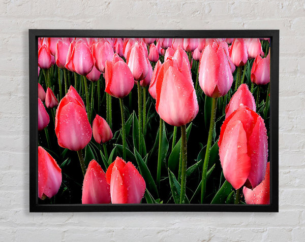 Anbau rosa Tulpen