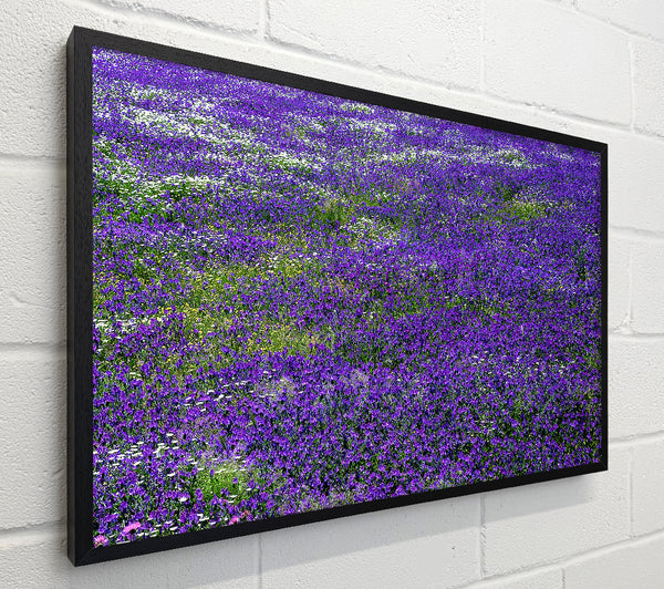 Field Of Purple Flowers