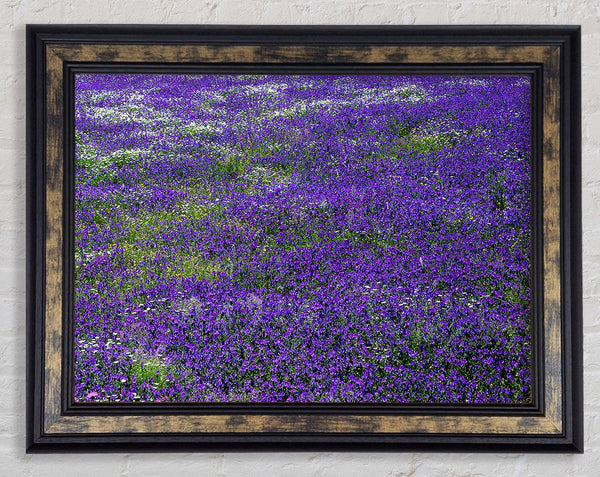 Field Of Purple Flowers Framed Print