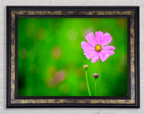 Pink Flower Green Background Framed Print