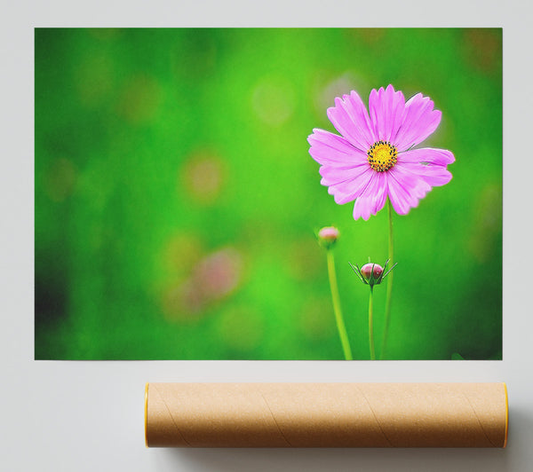 Pink Flower Green Background Poster
