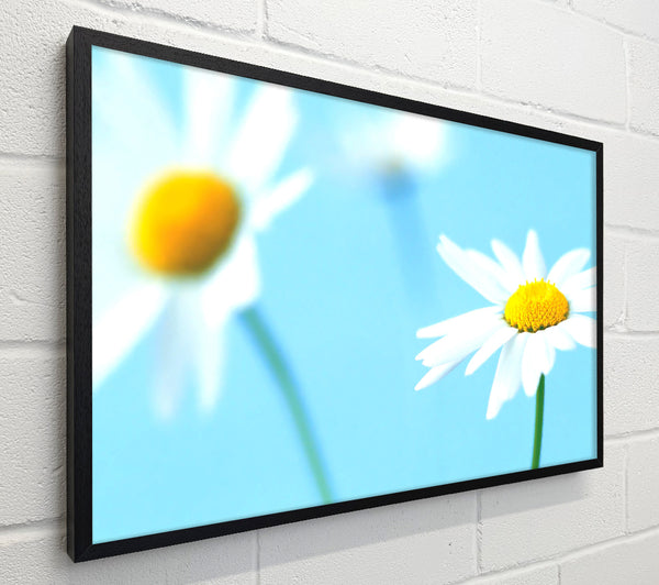 White Daisies On Blue